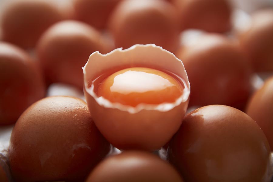 「ヨリドコロ」の卵