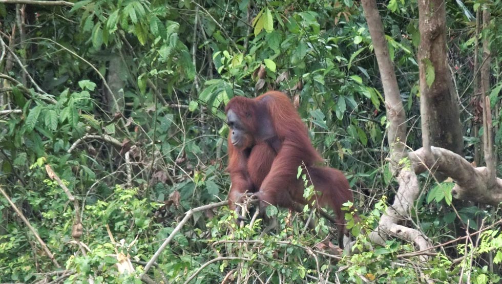 オランウータンのイメージ