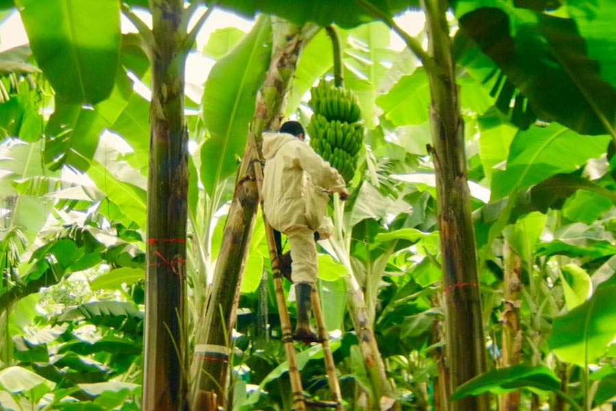 バナナ農園のイメージ