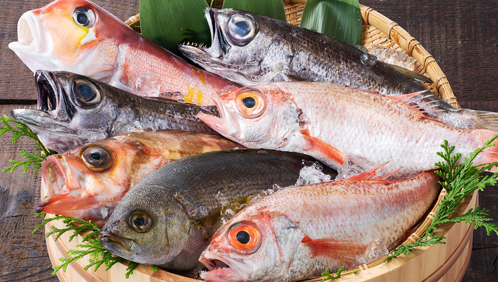 『お魚総本家 立川店』7/20（水）オープン！美味しい魚料理は立川で食べよう！