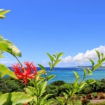 【石垣島ランチ】石垣島を訪れたら利用したい！観光とセットで楽しむランチ
