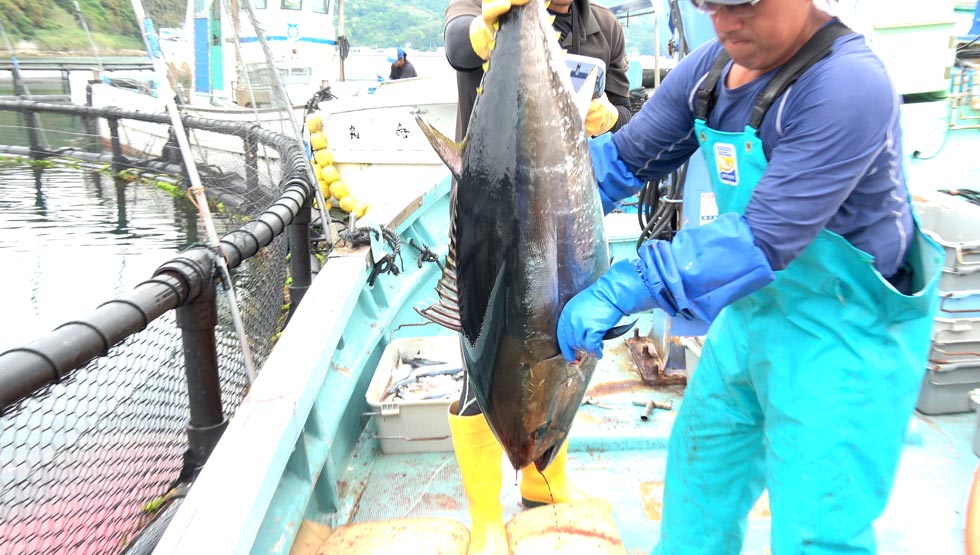 新幹線輸送の朝獲れ鮮魚も！ プレミアム回転寿司『無添蔵 中目黒店』中目黒に5/29オープン